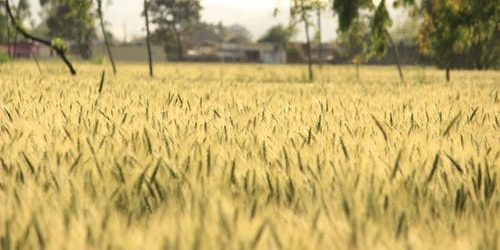 What to Consider Before Buying a Plot of Land