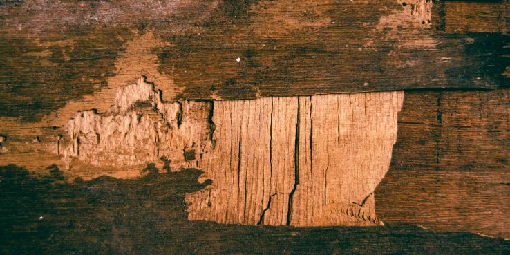 Pest Control: How to Check for Termites